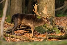 Deer in the sun by Merijn Loch