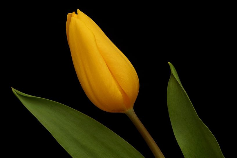 Gele Tulp tegen een zwarte achtergrond van Ronald Pol