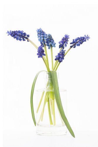 Blauw druifje in  glazen vaasje