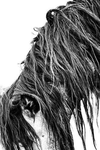 Cheval Crinière Sauvage Noir et blanc Portrait