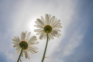 Rien que nous deux