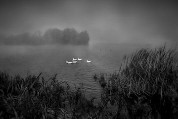 Witte ganzen in de mist van Maickel Dedeken