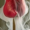 Traumhafte Realität: Die rote Tulpe mit tanzendem Rauch von Marjolijn van den Berg