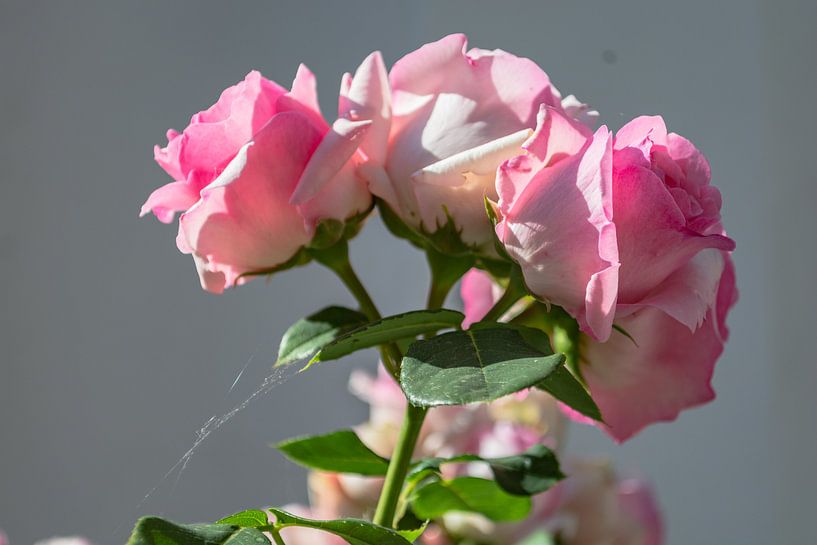 Rosa Hochstammrosen am Circus in Putbus auf Rügen von GH Foto & Artdesign