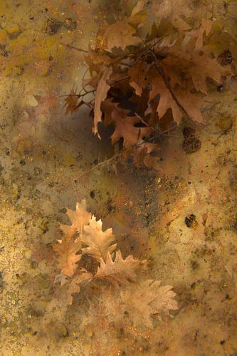 Stimmungsvolles Herbstlaub.