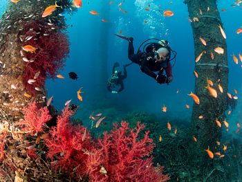 Plongeurs sous-marins