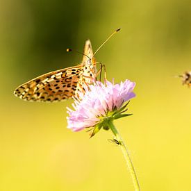 Dit is het verhaal van de vlinder en de bij... by Patricia Dhont