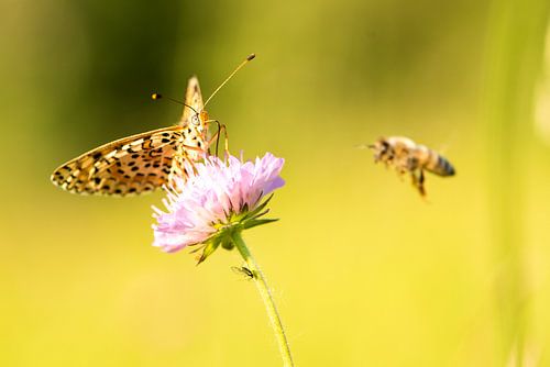 Dit is het verhaal van de vlinder en de bij... by Patricia Dhont