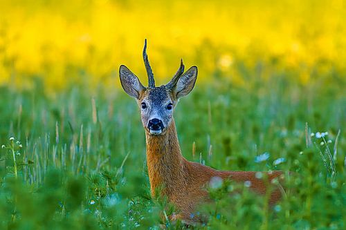 Oude reebok in een weiland met bloemen en kruiden op een zomerochtend