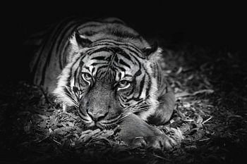 Les yeux d'un tigre qui vous regarde comme s'il voulait quelque chose - photo noir et blanc