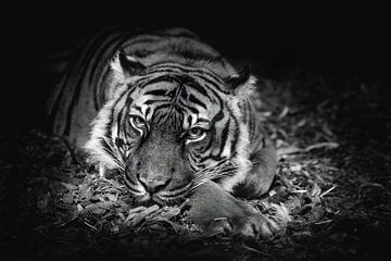Die Augen eines Tigers, der dich anschaut, als ob er etwas will - Schwarz-Weiß-Foto von Jolanda Aalbers