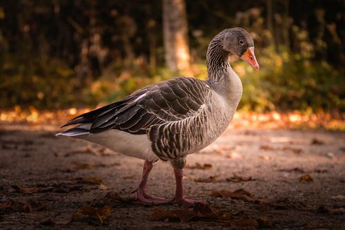 DIE GANS van Jürgen Schneider