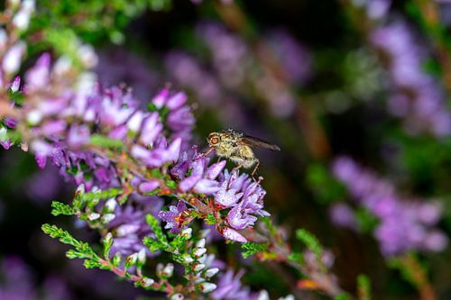 Dung fly on flowering heather 1