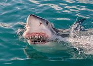 Great White Shark (Witte Haai) van Harry Eggens thumbnail