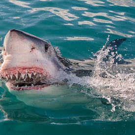 Great White Shark by Harry Eggens