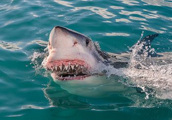 Great White Shark