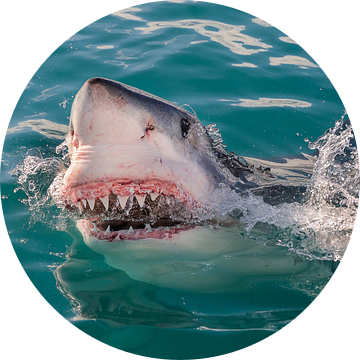 Great White Shark (Witte Haai) van Harry Eggens
