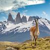 Guanaco à Torres del Paine, en Patagonie sur Ron van der Stappen