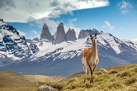 Guanaco in Torres del Paine, Patagonia