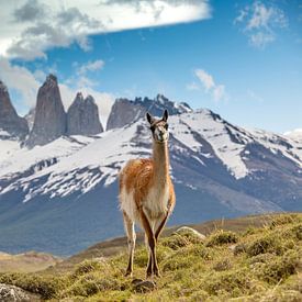 Guanaco à Torres del Paine, en Patagonie sur Ron van der Stappen