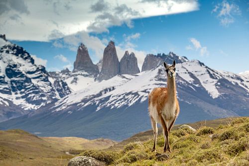 Guanaco in Torres del Paine Patagonie
