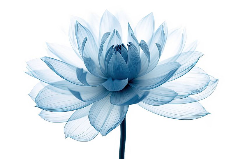 Transparente Blumen von Bert Nijholt