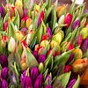 Tulpen auf dem Stadtmarkt von Blond Beeld