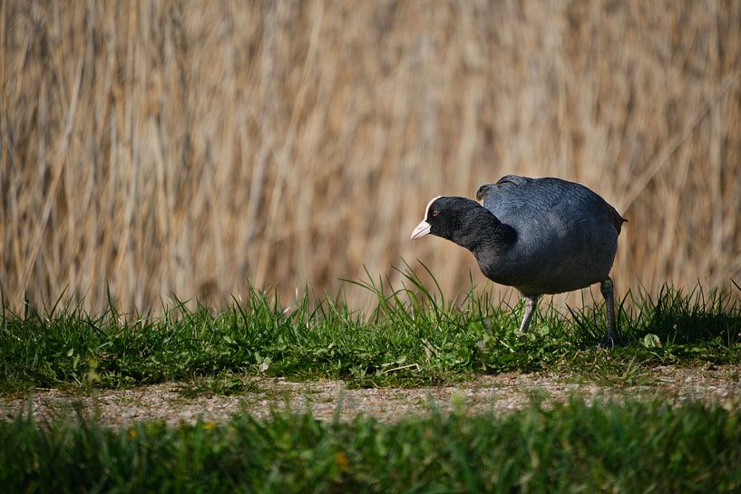 Common coot in the New Dordrecht Biesbosch Netherlands by Pascal Muller