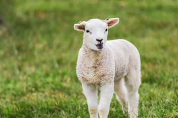 Agneau dans la prairie sur JWB Fotografie