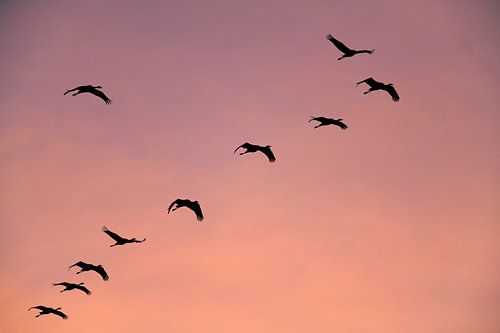 Kraanvogels vliegend in een zonsondergang tijdens de herfst