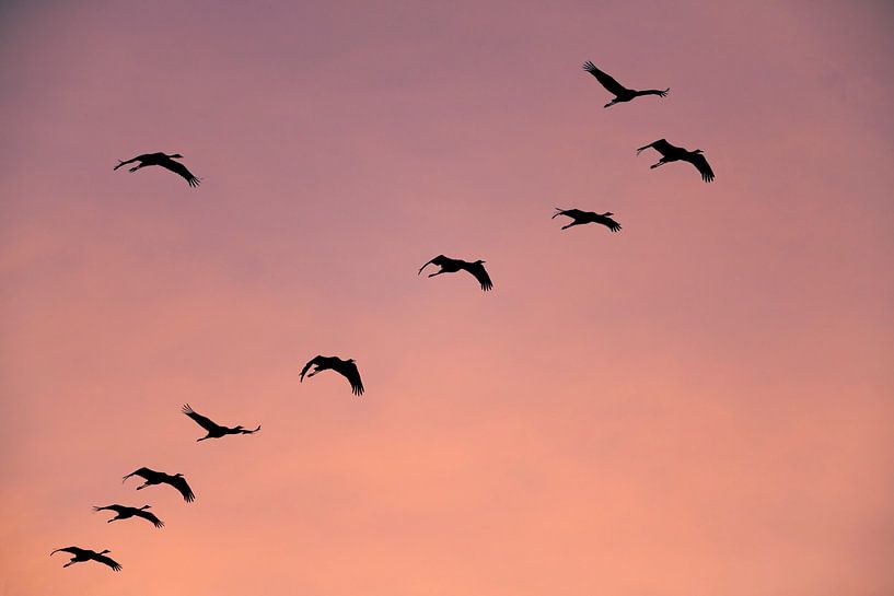 Kranichvögel oder Kraniche, die im Herbst in einen Sonnenuntergang fliegen von Sjoerd van der Wal Fotografie