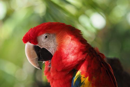 Geelvleugelara (Ara macao)