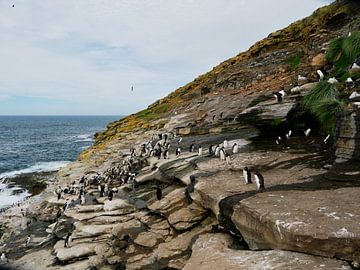 Overzicht van rockhopper pinguins op klif by Remco van Kampen