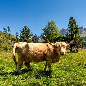 Cow in the meadow with the Rosengarten in the background by Rene Siebring