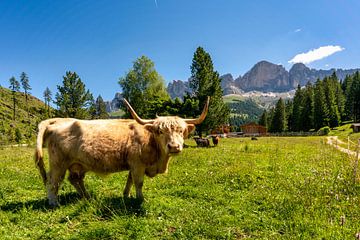 Cow in the meadow with the Rosengarten in the background