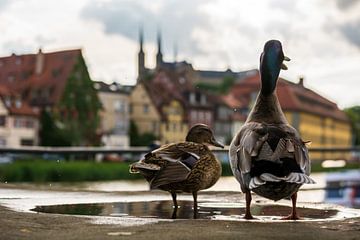 Enten in Klein Venedig Bamberg von Luis Emilio Villegas Amador