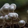 Roridomyces roridus ou mycène mucilagineuse des tiges, elle vit sur les feuilles mortes, les aiguilles et les brindilles mortes dans les forêts de feuillus et de conifères sur des sols acides à faiblement acides. sur W J Kok