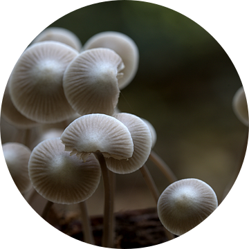 Roridomyces roridus of slijmsteelmycena, hij leeft op gevallen bladeren, naalden en dode takjes in loof- en naaldbossen op zure tot zwak zure bodem