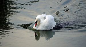 stolzer Schwan