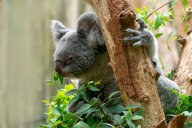 A cute koala bear sitting in a tree by Mario Plechaty Photography