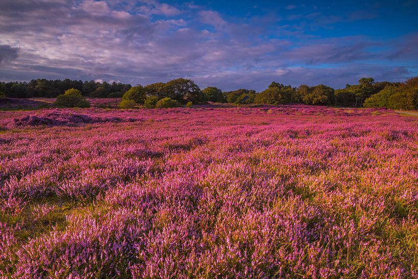 Flowering Heath 5 by peterheinspictures