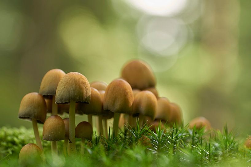 Ein paar Pilze von Cor de Hamer