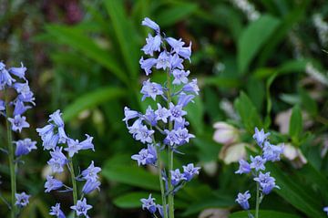 Blossoms of the bluebell flower