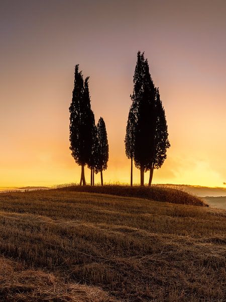 Landschap met cipressen in Toscane. van Voss fotografie