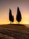 Landschap met cipressen in Toscane. van Voss fotografie thumbnail