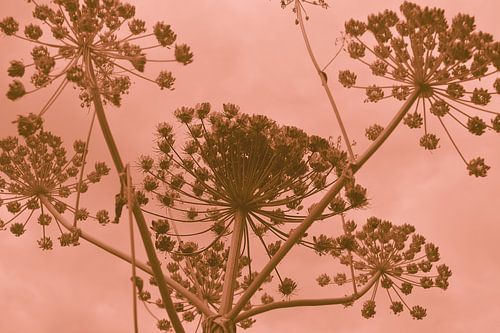 Ciel de flamants roses