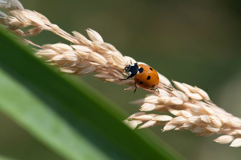 Le monde des insectes en images par Roland de Zeeuw