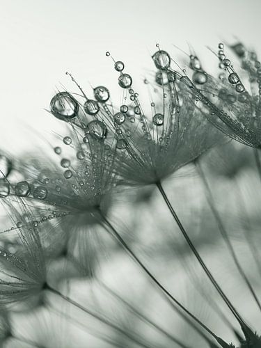 Tegenlicht: Waterdruppeltjes op een paardenbloem