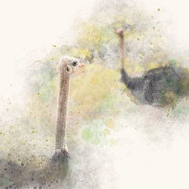 Nieuwsgierige struisvogels - Photography & Art van - GreenGraffy -