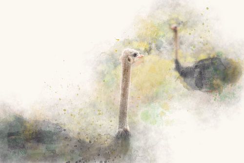 Neugierige Strauße - Fotografie & Kunst